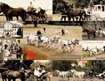Hochzeitsauto: Pferdekutschen Auswahl - Weiße Glaslandauer Hochzeitskutsche von Leipzig-Oldtimer.de - Hochzeitsautos mit Chauffeur