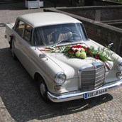 Hochzeitsauto - Mercedes "Heckflosse" 200 / Modell W110 in Creme, BJ 1966.  - Mercedes Heckflosse 200 - Der Oldtimerfahrer